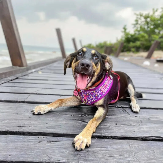 Elegant π Purple Heart Harness