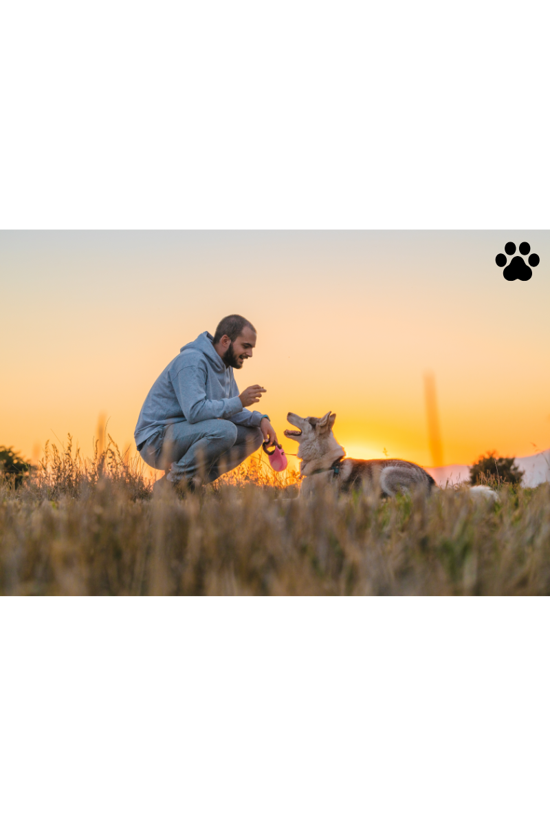 Training With Love: How Positive Reinforcement Builds Trust