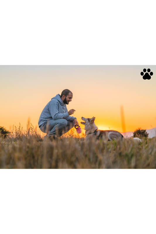 Training With Love: How Positive Reinforcement Builds Trust