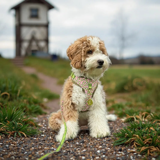 Elegant Pink Avocado Harness